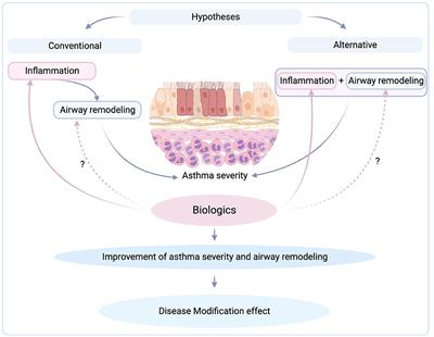 Targeting inflammation or remodeling in asthma? Is there a right way?